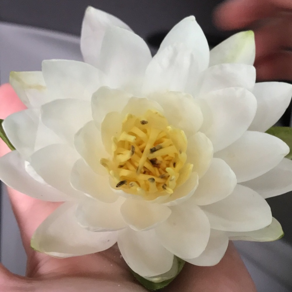 Meet your Posher, Lexi